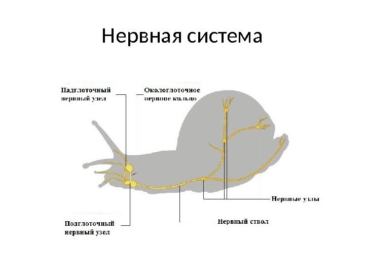 Нервная система 