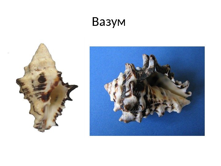 Вазум 