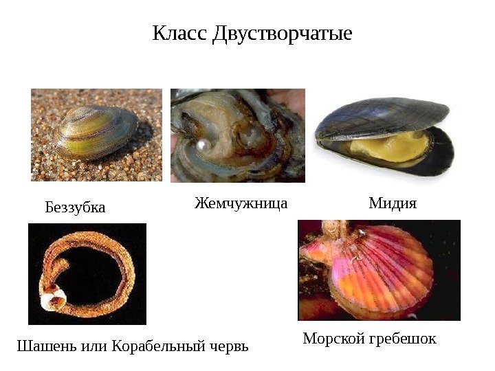 Класс Двустворчатые Беззубка Жемчужница Мидия Шашень или Корабельный червь Морской гребешок 