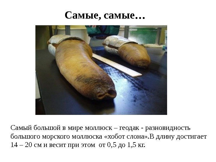Самые, самые… Самый большой в мире моллюск – геодак - разновидность большого морского моллюска