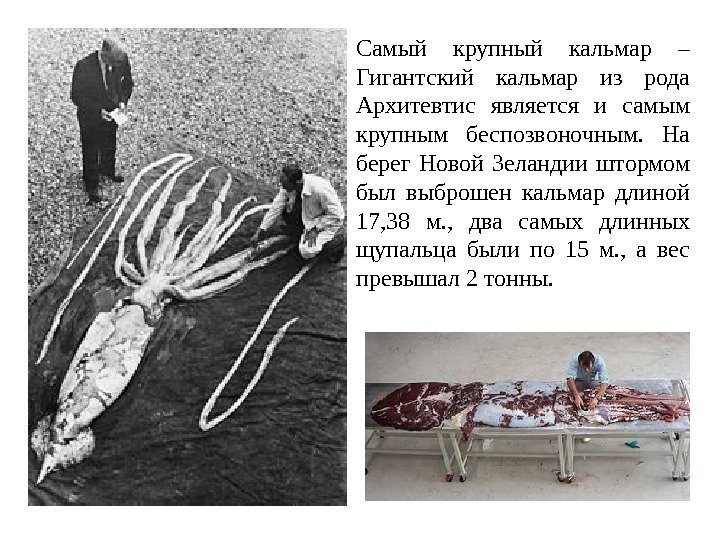 Самый крупный кальмар – Гигантский кальмар из рода Архитевтис является и самым крупным беспозвоночным.
