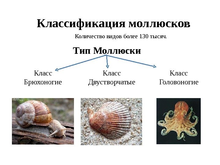Классификация моллюсков Количество видов более 130 тысяч. Тип Моллюски Класс Брюхоногие Класс Двустворчатые Класс