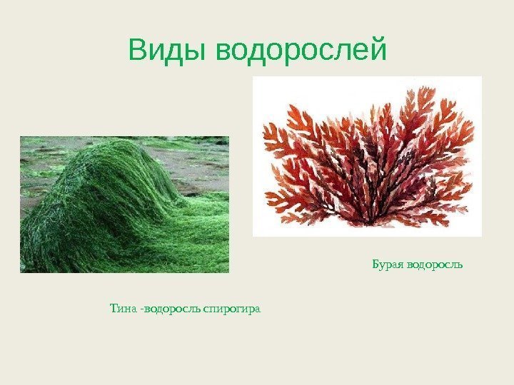 Виды водорослей Тина -водоросль спирогира Бурая водоросль 