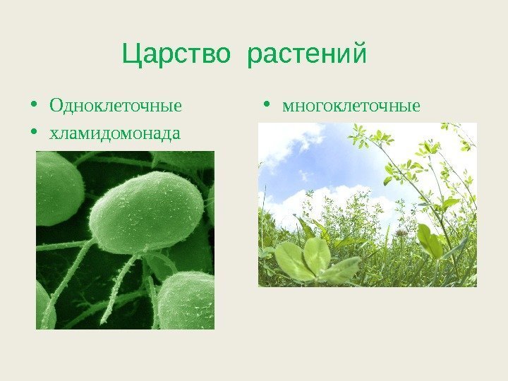 Царство растений  • Одноклеточные • хламидомонада • многоклеточные 