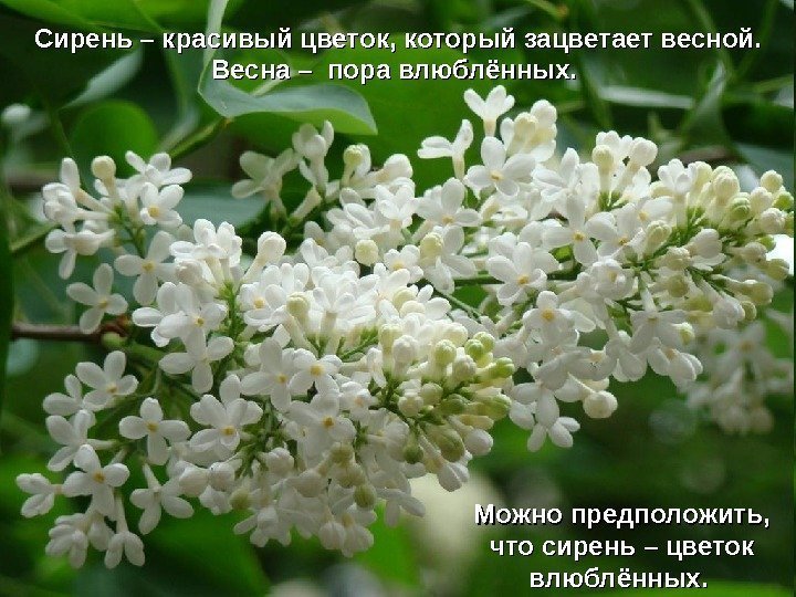   Сирень – красивый цветок, который зацветает весной.  Весна – пора влюблённых.