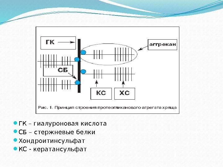  ГК – гиалуроновая кислота СБ – стержневые белки Хондроитинсульфат КС - кератансульфат 