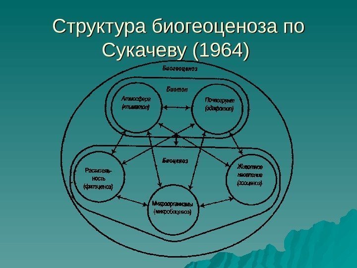 Структура биогеоценоза по Сукачеву (1964) 