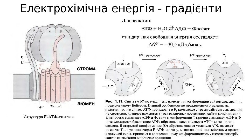 Електрохімічна енергія - градієнти 