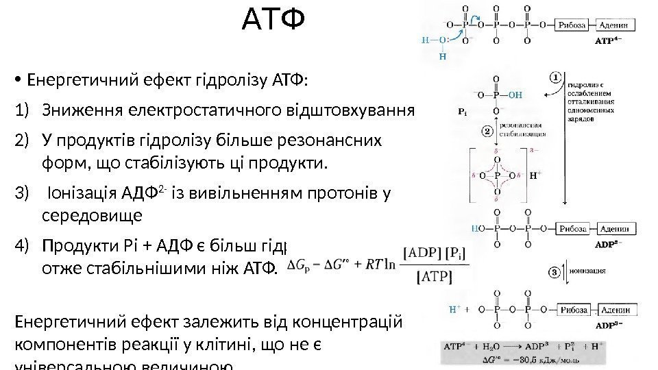  • Енергетичний ефект гідролізу АТФ: 1) Зниження електростатичного відштовхування 2) У продуктів гідролізу