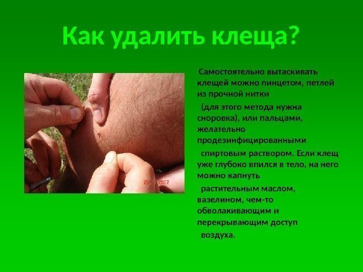 Как удалить клеща?  Самостоятельно вытаскивать клещей можно пинцетом, петлей из прочной нитки 