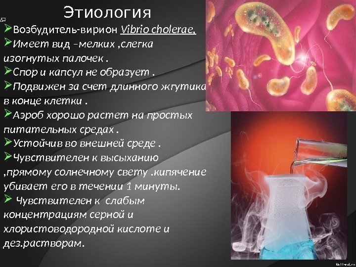 Возбудитель-вирион Vibrio cholerae,  Имеет вид –мелких , слегка изогнутых палочек.  Спор