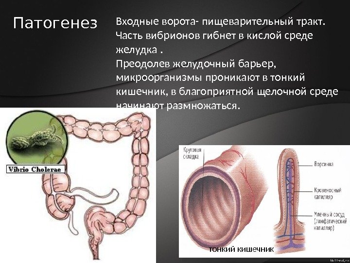 Входные ворота- пищеварительный тракт.  Часть вибрионов гибнет в кислой среде желудка.  Преодолев
