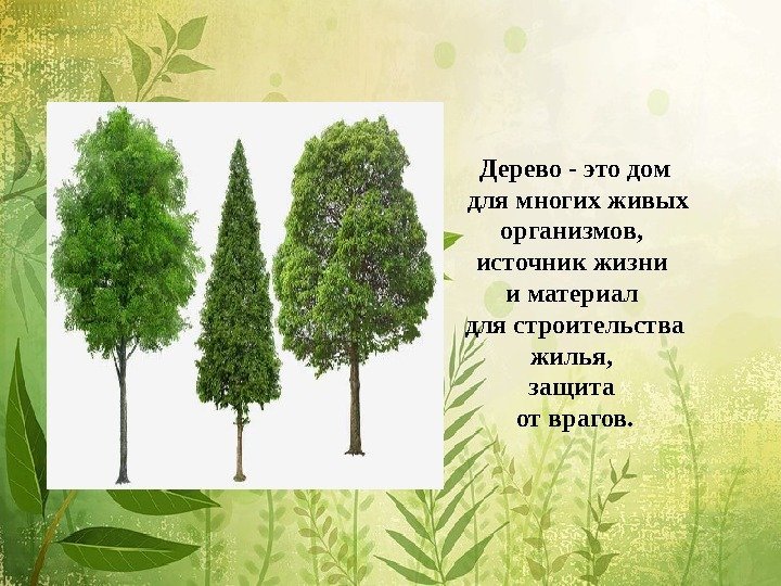 Дерево - это дом  для многих живых организмов,  источник жизни и материал