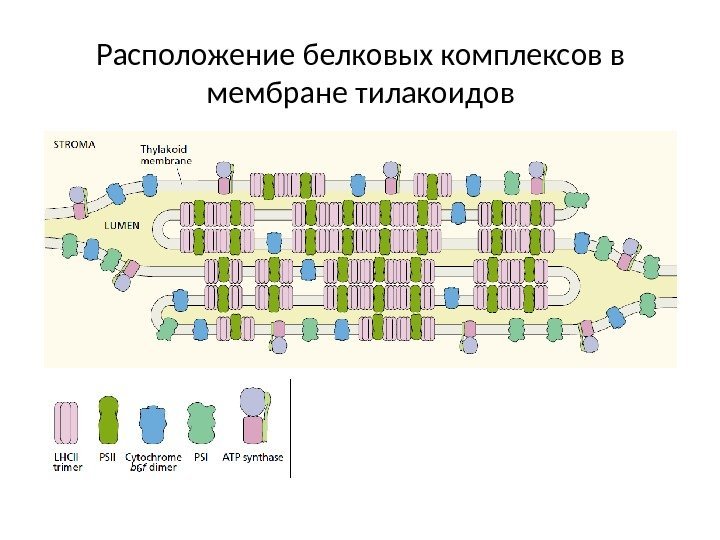 Расположение белковых комплексов в мембране тилакоидов 