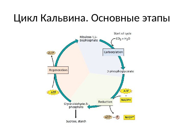 Цикл Кальвина. Основные этапы 