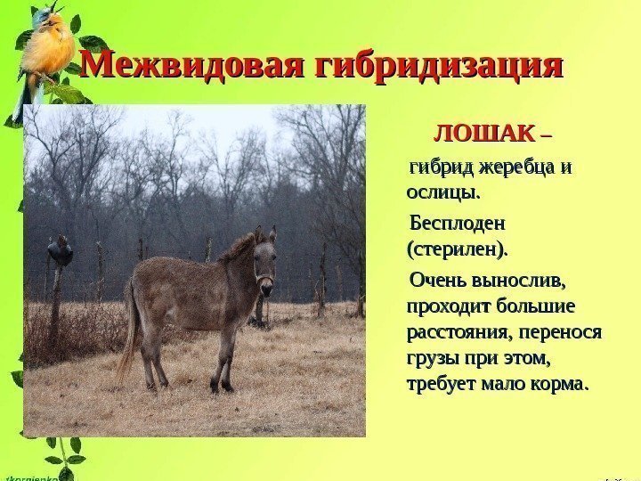 Межвидовая гибридизация ЛОШАК – –  гибрид жеребца и ослицы.   Бесплоден (стерилен).