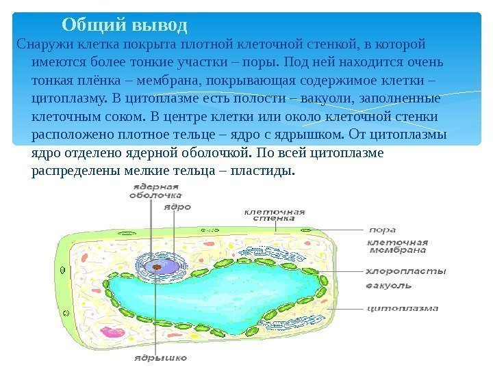 Снаружи клетка покрыта плотной клеточной стенкой, в которой имеются более тонкие участки – поры.