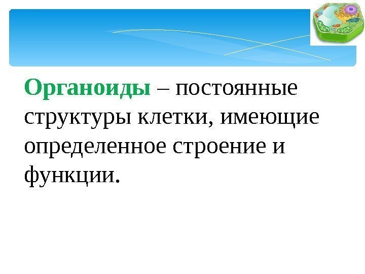 Органоиды  – постоянные структуры клетки, имеющие определенное строение и функции. 