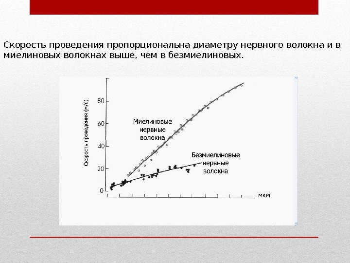 Скорость проведения пропорциональна диаметру нервного волокна и в миелиновых волокнах выше, чем в безмиелиновых.