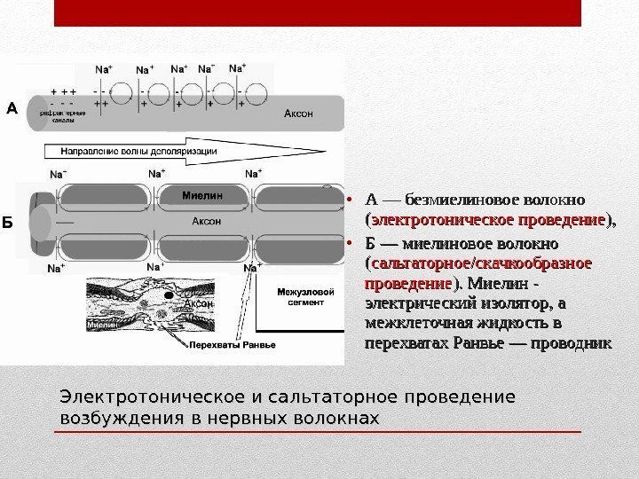 Электротоническое и сальтаторное проведение возбуждения в нервных волокнах • А — безмиелиновое волокно ((