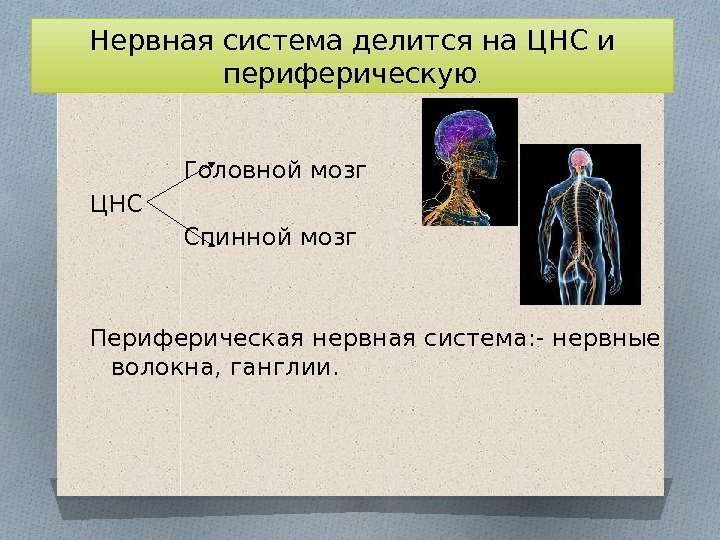 Головной мозг  ЦНС Спинной мозг Периферическая нервная система: - нервные волокна, ганглии. Нервная