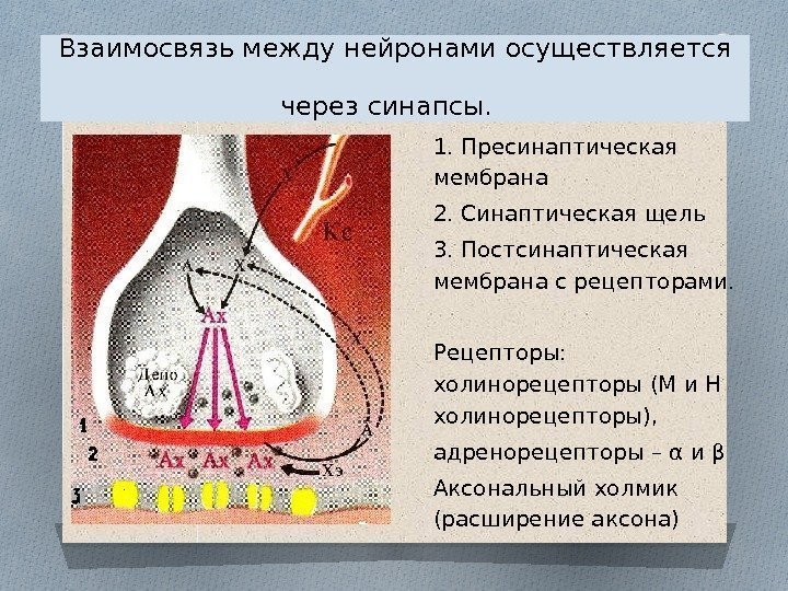 Взаимосвязь между нейронами осуществляется через синапсы.  1. Пресинаптическая мембрана 2. Синаптическая щель 3.