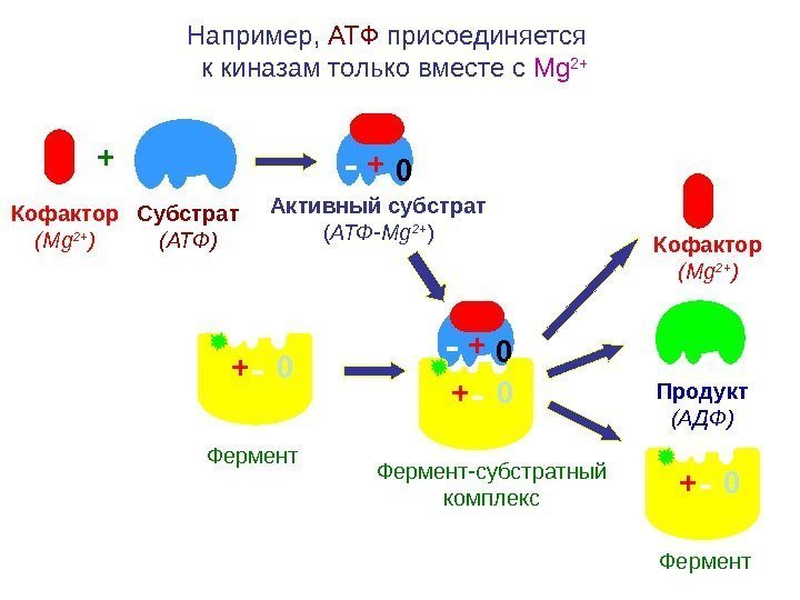 Например,  АТФ присоединяется  к киназам только вместе с Mg 2+ + Субстрат