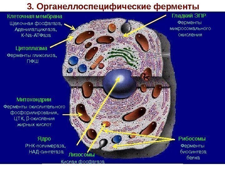 3. Органеллоспецифические ферменты  Клеточная мембрана  Щелочная фосфатаза, Аденилатциклаза,  К-Nа-АТФаза  Цитоплазма