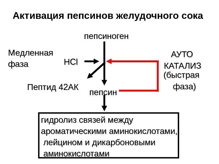 Активация пепсинов желудочного сока пепсиноген Пептид 42 АК HCl  пепсин  гидролиз связей