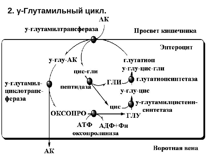 2. γ-Глутамильный цикл.  