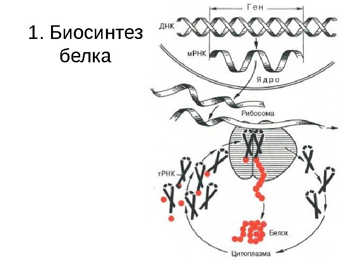   1. Биосинтез белка 