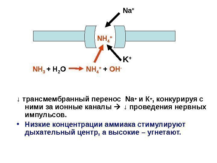   ↓ трансмембранный перенос Na+ и К+ , конкурируя с ними за ионные
