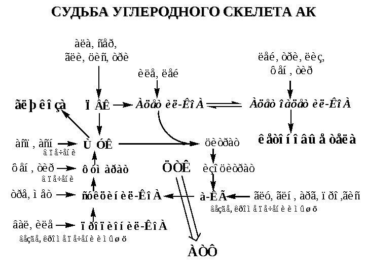   СУДЬБА УГЛЕРОДНОГО СКЕЛЕТА АКÙÓÊàñï, àñí ôóìàðàòôåí, òèð ñóêöèíèë-ÊîÀòðå, ìåòà-ÊÃãëó, ãëí, àðã, ïðî,