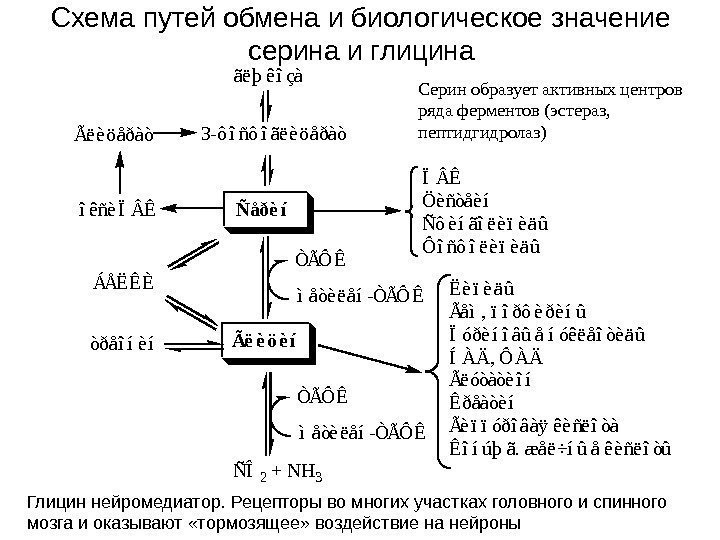   Схема путей обмена и биологическое значение серина и глицина Ñ å ð