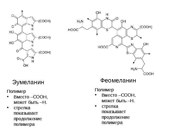   Эумеланин Полимер • Вместо –СООН,  может быть –Н.  • стрелка