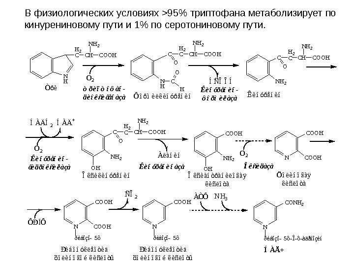   В физиологических условиях 95 триптофана метаболизирует по кинурениновому пути и 1 по