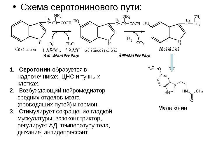   • Схема серотонинового пути: N H H 2 C C H N