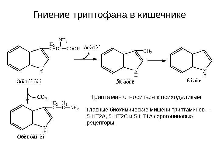   Гниение триптофана в кишечнике. N H H 2 CCH NH 2 COOH