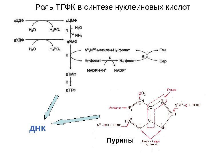   Роль ТГФК в синтезе нуклеиновых кислот ДНК Пурины 