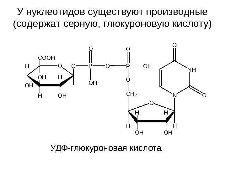   У нуклеотидов существуют производные (содержат серную, глюкуроновую кислоту)O OHOH HH H CH