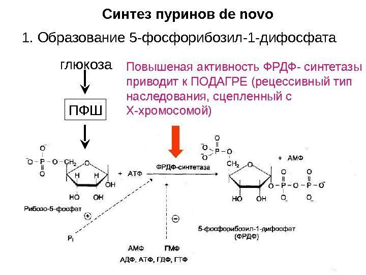   1. Образование 5 -фосфорибозил-1 -дифосфата ПФШглюкоза Повышеная активность ФРДФ- синтетазы приводит к
