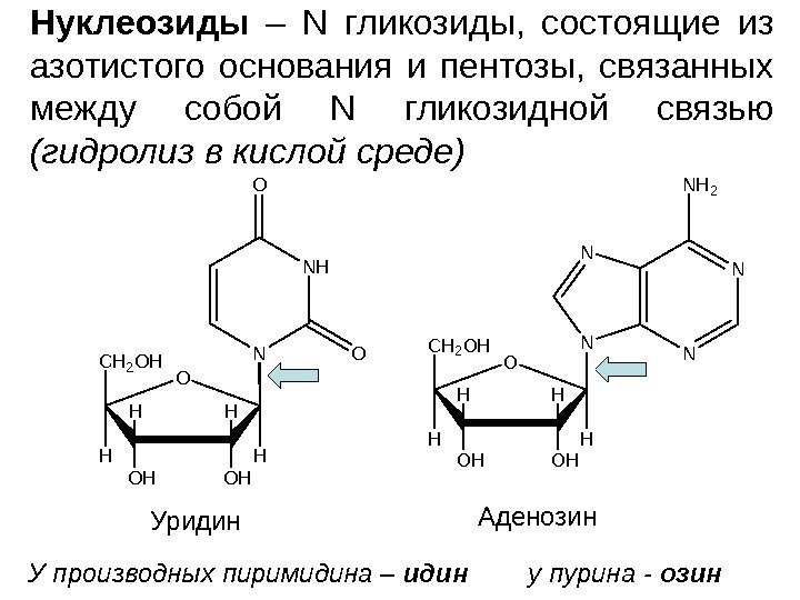   Нуклеозиды  – N гликозиды,  состоящие из азотистого основания и пентозы,