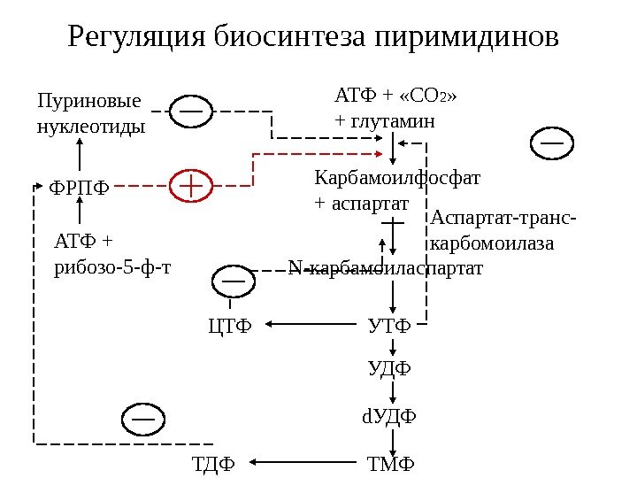   Регуляция биосинтеза пиримидинов Пуриновые нуклеотиды АТФ + «СО 2 » + глутамин