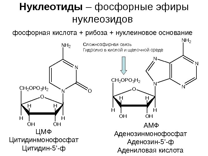   Нуклеотиды – фосфорные эфиры нуклеозидов фосфорная кислота + рибоза + нуклеиновое основание