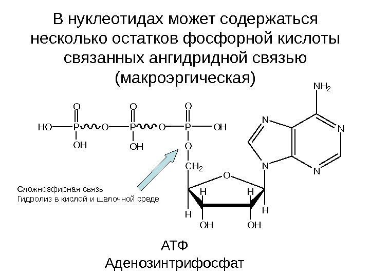  В нуклеотидах может содержаться несколько остатков фосфорной кислоты связанных ангидридной связью (макроэргическая)N