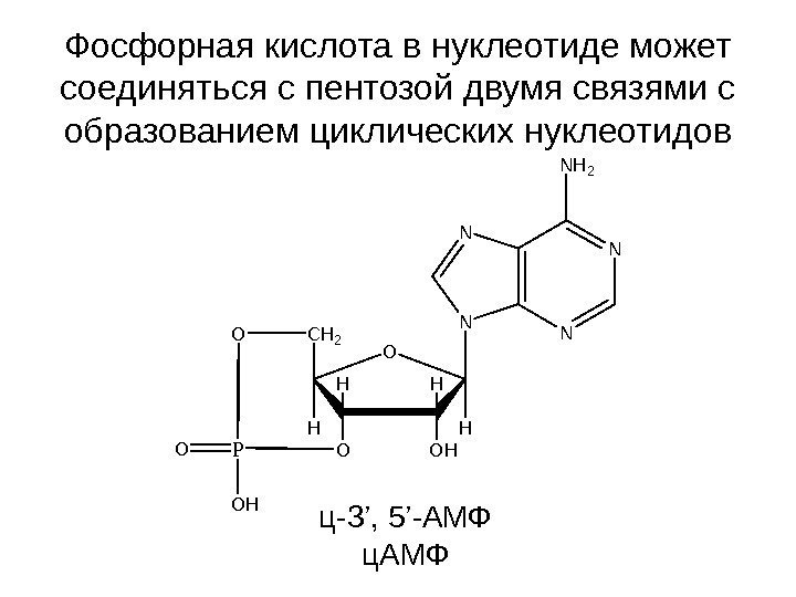   Фосфорная кислота в нуклеотиде может соединяться с пентозой двумя связями с образованием