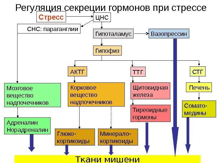 Регуляция секреции гормонов при стрессе Стресс ЦНС Гипоталамус Мозговое вещество надпочечников Адреналин Норадреналин Гипофиз