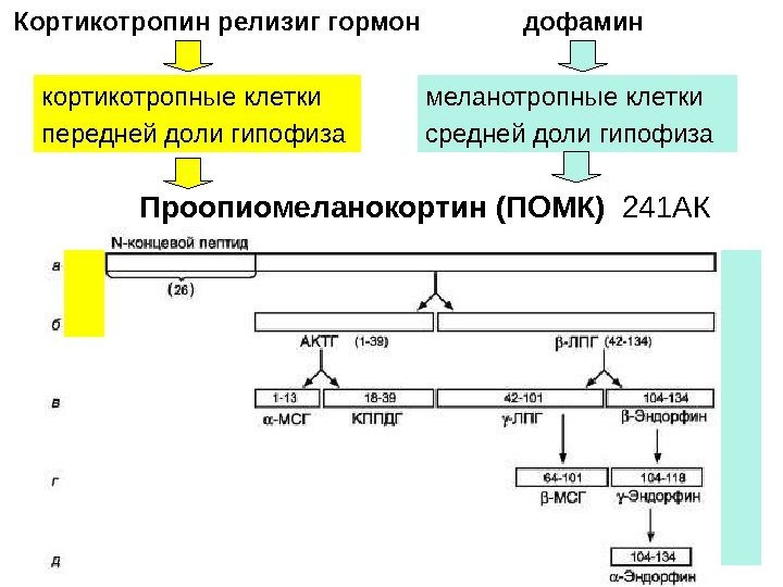 кортикотропные клетки передней доли гипофиза Проопиомеланокортин (ПОМК) 241 АККортикотропин релизиг гормон дофамин меланотропные клетки