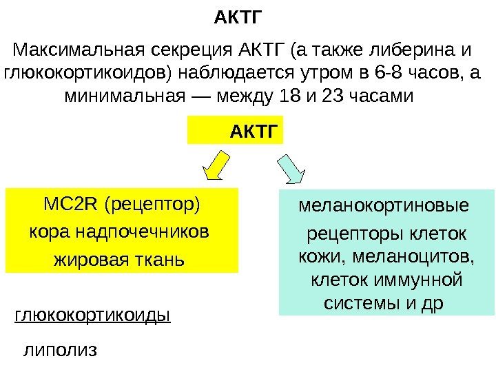 Максимальная секреция АКТГ (а также либерина и глюкокортикоидов) наблюдается утром в 6 -8 часов,