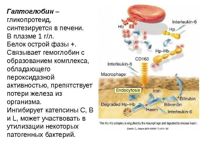 Гаптоглобин – гликопротеид,  синтезируется в печени.  В плазме 1 г/л.  Белок